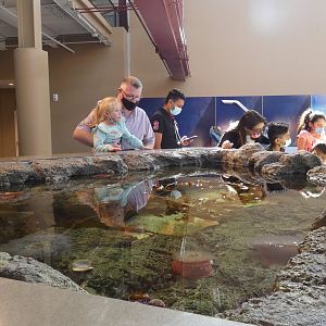 Multilevel Pacific Northwest Rockpool, Ocean Shore - Mar. 2022