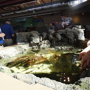 Multilevel Pacific Northwest Rockpool, Ocean Shore - Mar. 2022