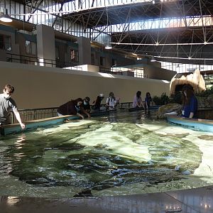 Stingray + Others Touchtank, Ocean Shore - Mar. 2022