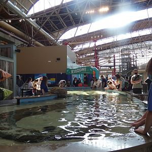 Stingray + Others Touchtank, Ocean Shore - Mar. 2022