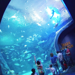 Main Viewing Area, Shark Canyon - Mar. 2022