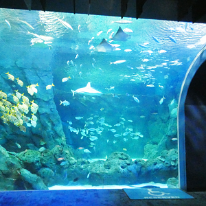 Main Viewing Area, Shark Canyon - Mar. 2022