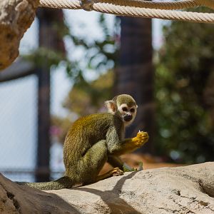 Wildlife Explorers Basecamp