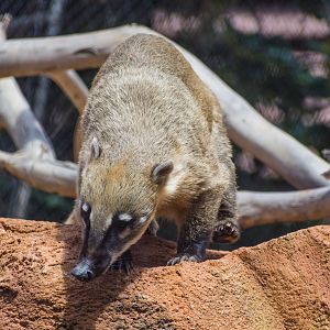 Wildlife Explorers Basecamp