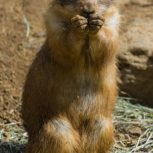 Wildlife Explorers Basecamp