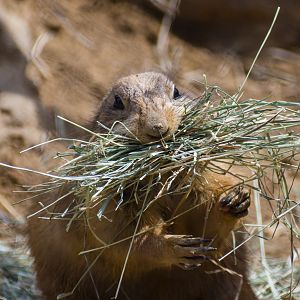 Wildlife Explorers Basecamp