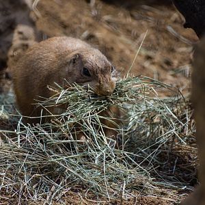 Wildlife Explorers Basecamp