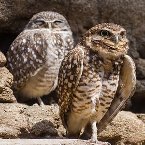 Wildlife Explorers Basecamp