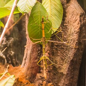 Wildlife Explorers Basecamp