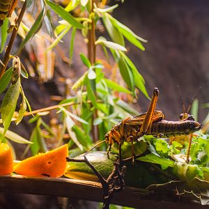 Wildlife Explorers Basecamp