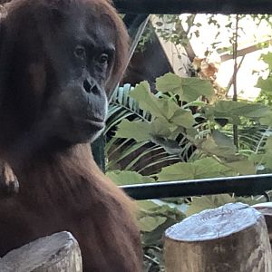 Sekali the Orangutan