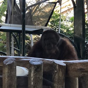 Budi the Orangutan