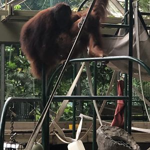 Budi and Ramai the Orangutans