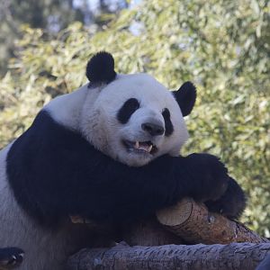 Giant Panda/ Ailuropoda melanoleuca