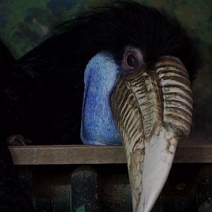 Wreathed Hornbill/ Rhyticeros undulatus