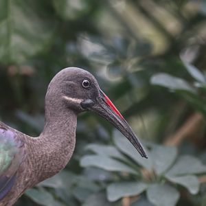 Hadada ibis