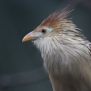 Guira cuckoo