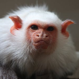 Silvery marmoset
