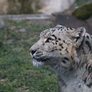 Snow leopard
