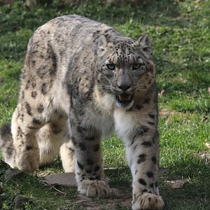 Snow leopard