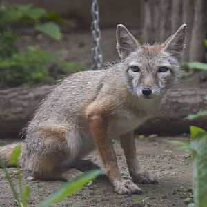 Corsac fox（ Vulpes corsac）
