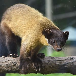 Yellow-throatedMarten（	Martes flavigula）