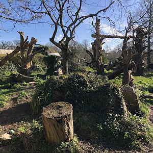 Andean Bear Enclosure