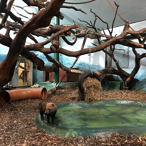 Bush Dog/Black & Gold Howler Monkey Indoor Enclosure