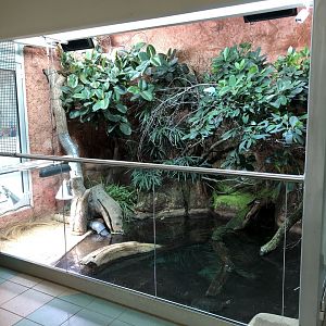 Panther Chameleon/Madagascar Big-Headed Turtle Enclosure