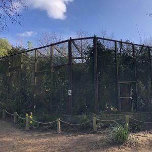 Black Lion Tamarin Enclosure