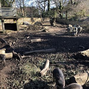 Visayan Warty Pig Enclosure