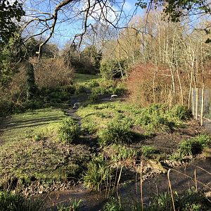 White-Naped Crane Enclosure
