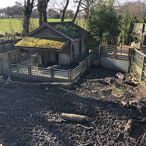 Visayan Warty Pig Enclosure