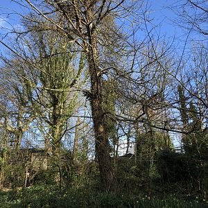 Coppery Titi/Silvery Marmoset Enclosure