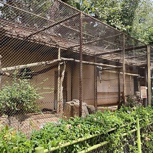 Ring-tailed Lemur Exhibit (Lemur Catta) Formerly Red Panda (Ailurus fulgens)