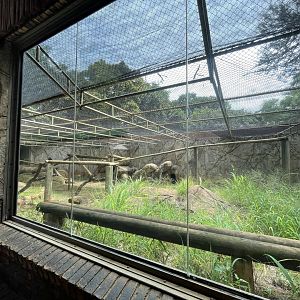 First Drill Enclosure (Mandrillus leucophaeus)