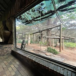 Second Drill Enclosure (Mandrillus leucophaeus)