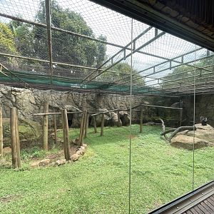 Lion-tailed Macaque Exhibit (Macaca silenus)