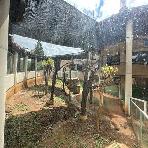 Former Koala House (Phascolarctos cinereus)