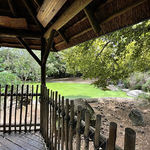 Pygmy Hippo Exhibit (Choeropsis liberiensis)
