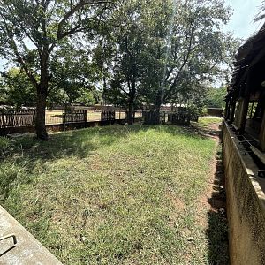 Pygmy Hippo Exhibit (Choeropsis liberiensis) Formerly Malayan Tapir (Acrocodia indica)