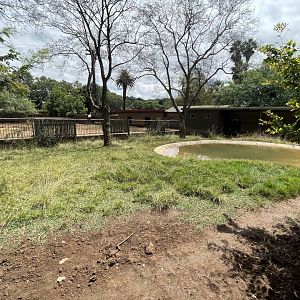 Pygmy Hippo Exhibit (Choeropsis liberiensis) Formerly Malayan Tapir (Acrocodia indica)