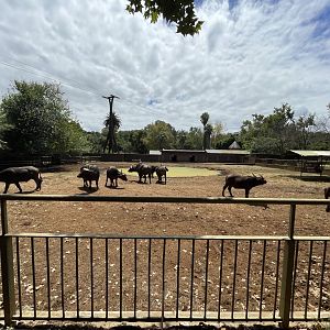 Cape Buffalo Exhibit (Syncerus caffer)
