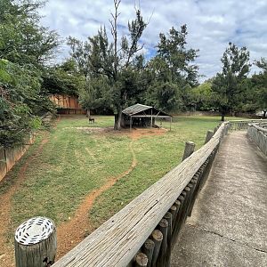 Sable Antelope Exhibit (Hippotragus niger)