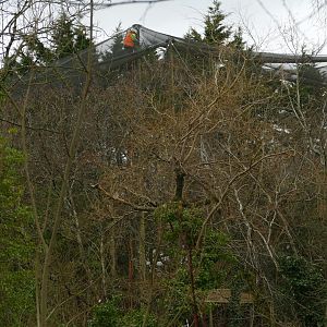Brookside Aviary work, March 2022