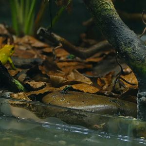 Tiny Variable poison dart frog, March 2022