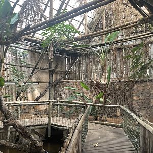 Brown Caiman and Red-Eared Slider House (Caiman crocodilus, Trachemys scripta elegans)