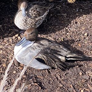 Northern pintail 250222