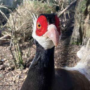 Brown-eared pheasant 250222