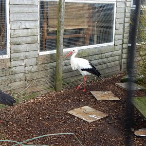European white stork 250222